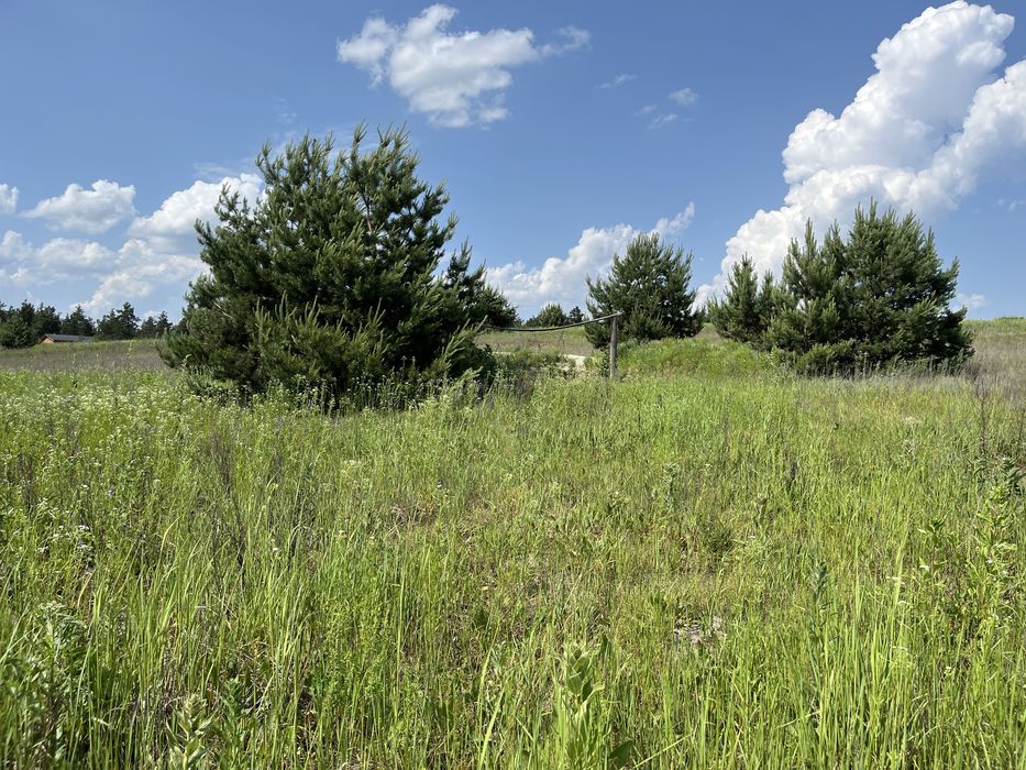 Ділянка біля лісу 10 соток