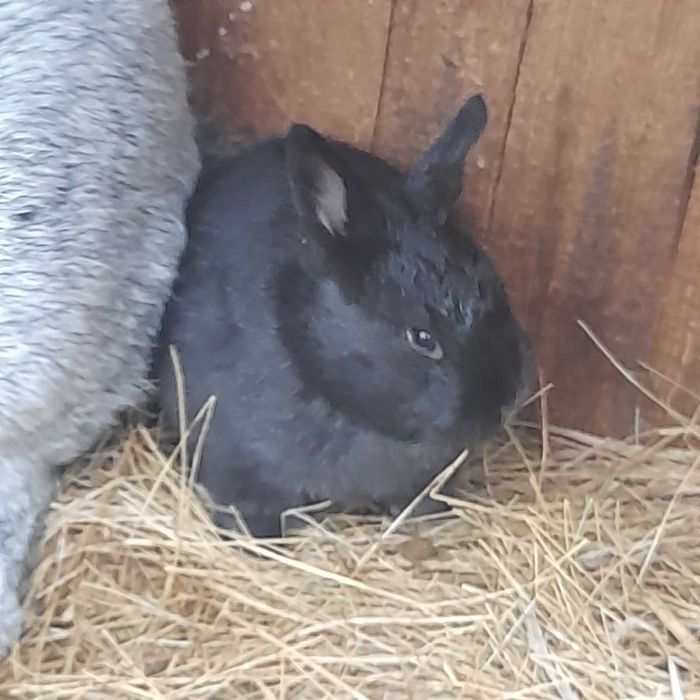 Кролі (полтавське срібло)