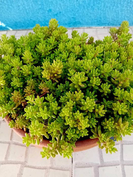 Suculenta em vaso de barro