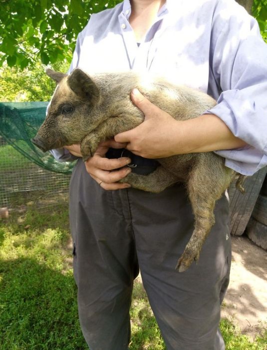 Поросята Угорська мангалиця