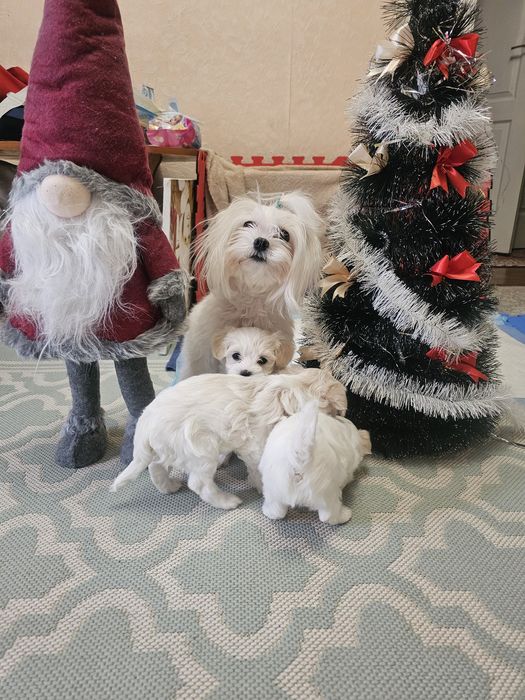 Хлопчики мальтезе!