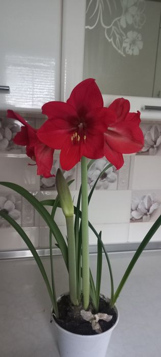 Квіти у горщиках