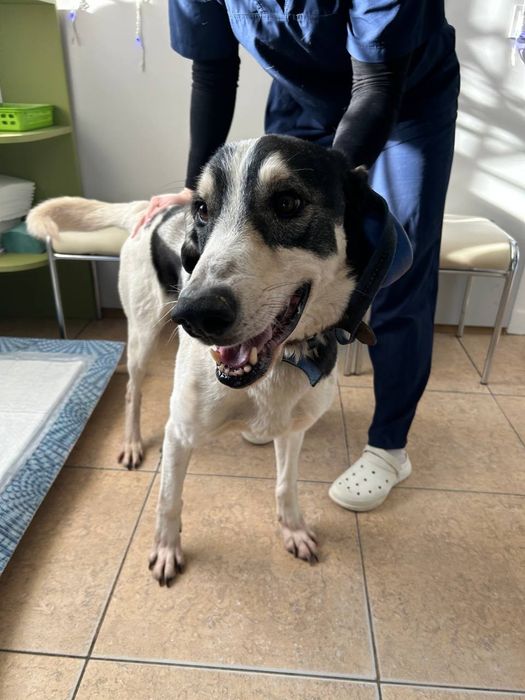 Хлопец, метис‼️Віддається‼️ В родину