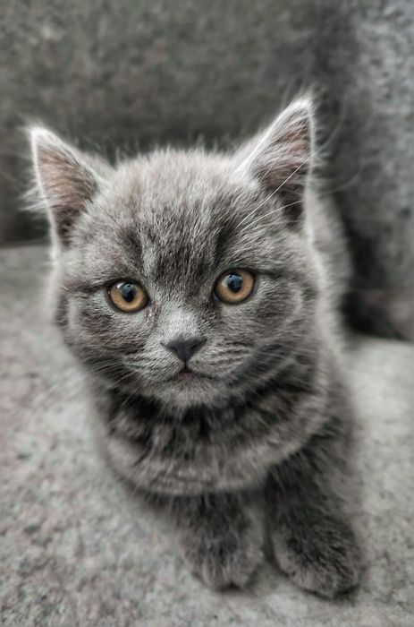 Kotka Brytyjczyk Shakira