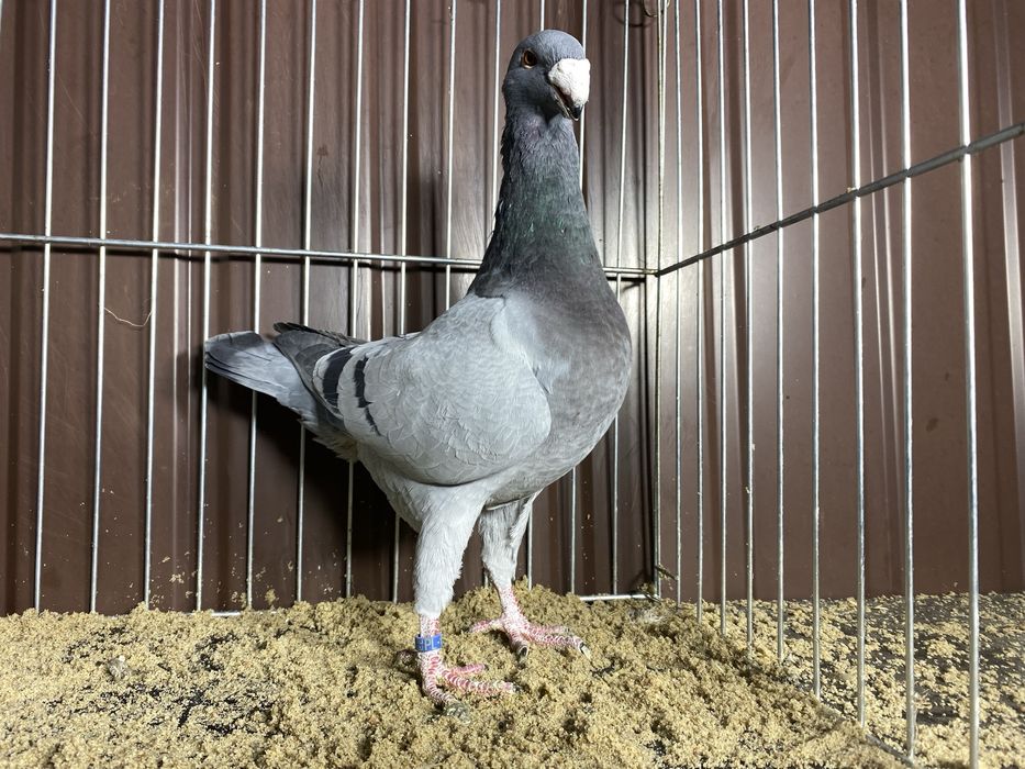 Niemiecki wystawowy samiec niebieski