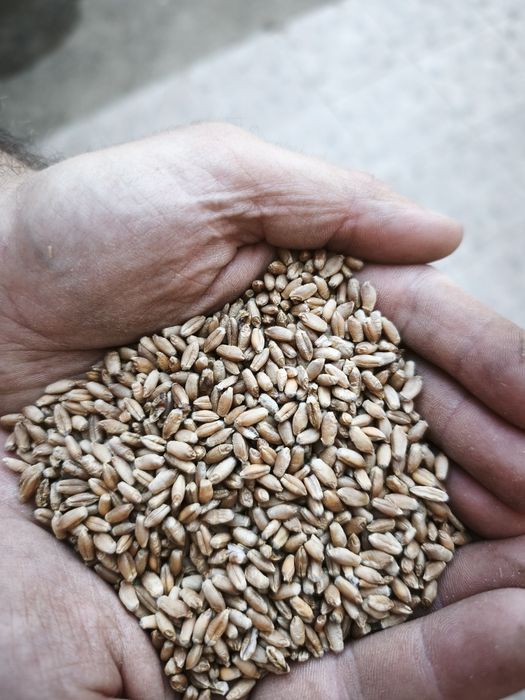 Semente Triticale