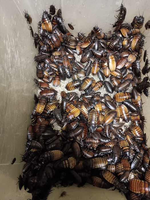 Sprzedam Karaczany Madagaskarskie