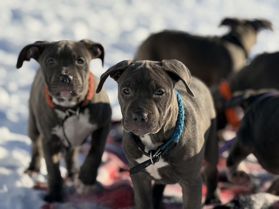 Продаються цуценята АМ Стаф