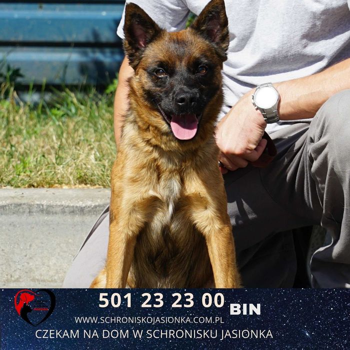 BIN do adopcji – Schronisko Jasionka