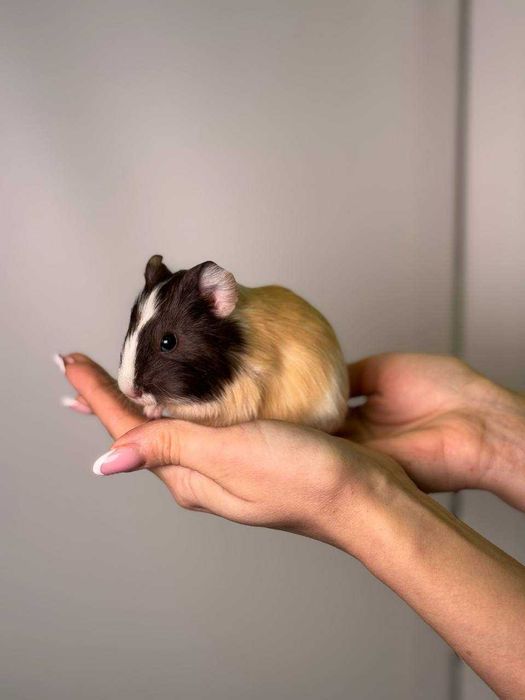 морские свинки домашние любимцы для всей семьи