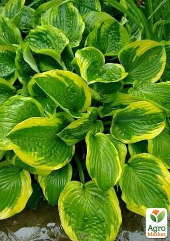 Хости варієгантна  хоста багаторічники