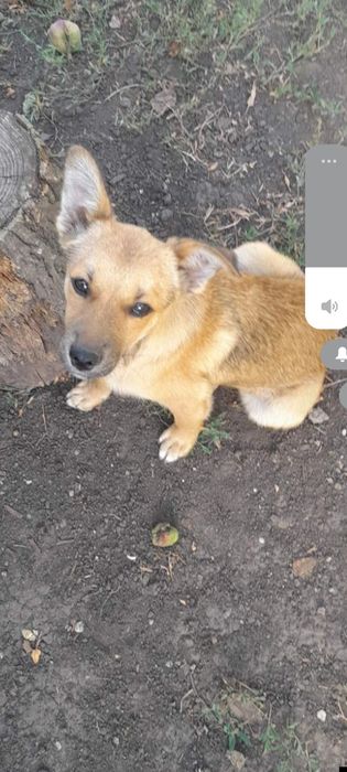 Собачка бесплатно. Собака даром. Пёс. Щенки. Щенок