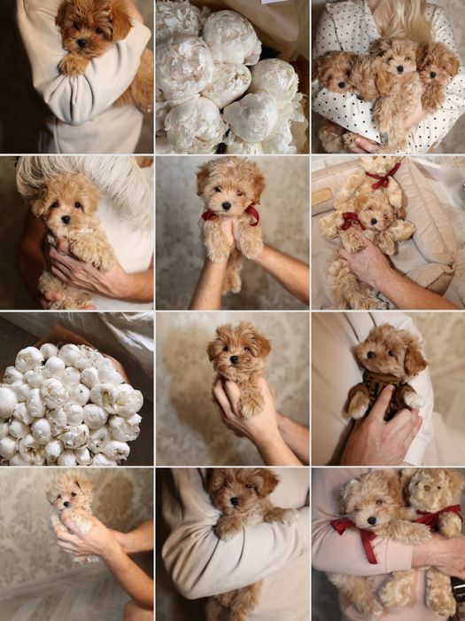 Шикарные малыши микро, тикап, супер мини и мини мальтипу