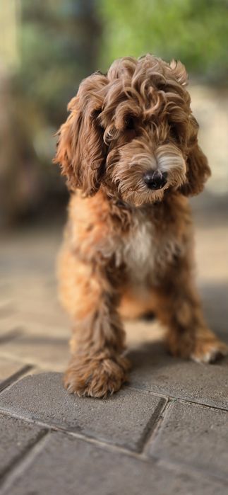 Cockapoo / chłopczyk