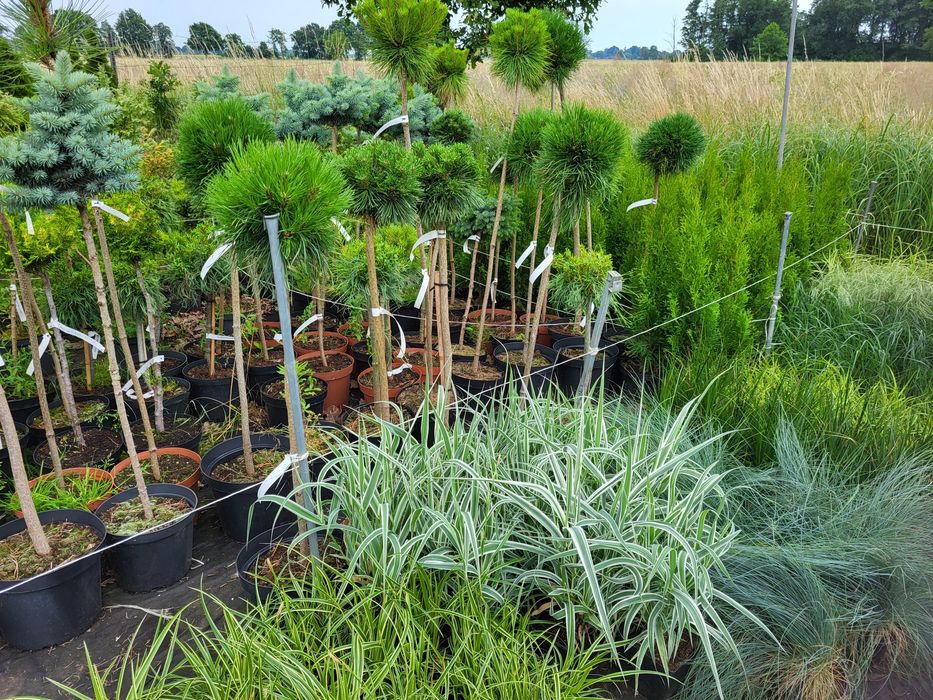 Drzewka na pniu, tuje formowane, sosny na pniu PROMOCJA.