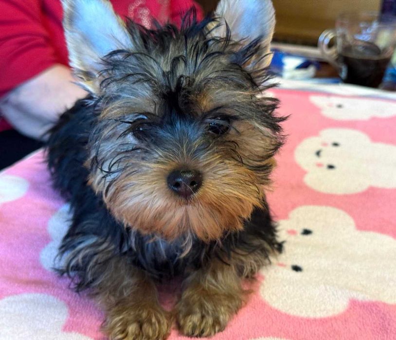 York śliczny piesek