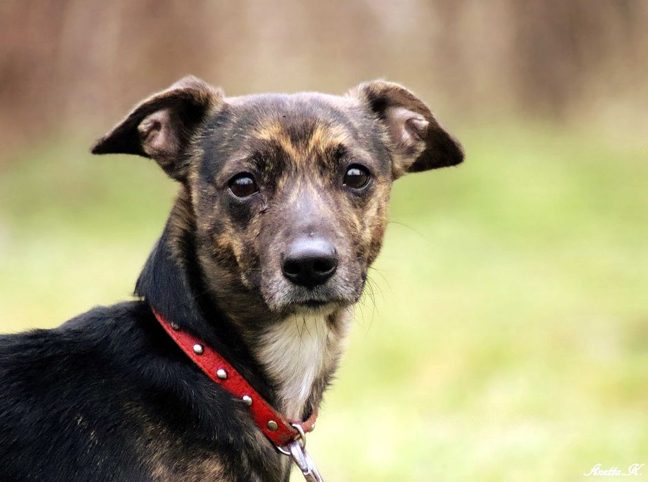 Mikro psiak czeka na dom.