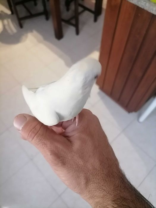 Rosicolas criados há mão, venda ou troca.