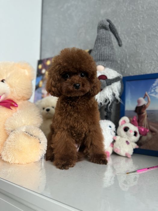 Єдиний хлопчик той пудель 3,5 місяці | FCI |Toy poodle ready to move