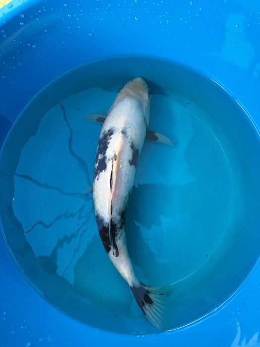 Carpa Koi SHIRO UTSURI 40cm Japonesa OMOSAKO Koi Farm