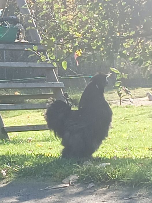 Kury koguty silki USA