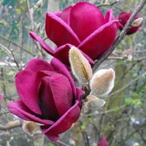 Magnolia "Genie", najciemniejsze kwiaty wśród magnolii, unikat!