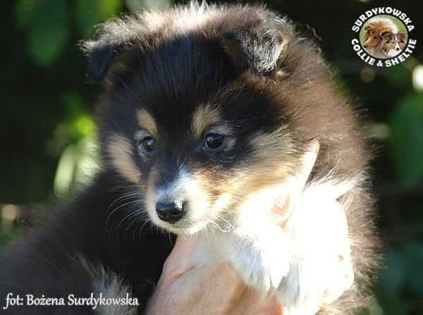Owczarek Szetlandzki Sheltie szczenię suczka z rodowodem ZKwP / FCI