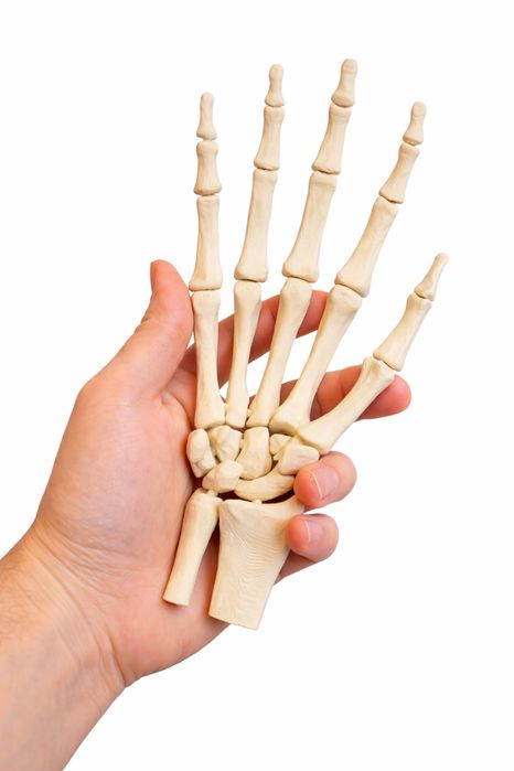 Anatomia model czaszki do nauki z druku 3D
