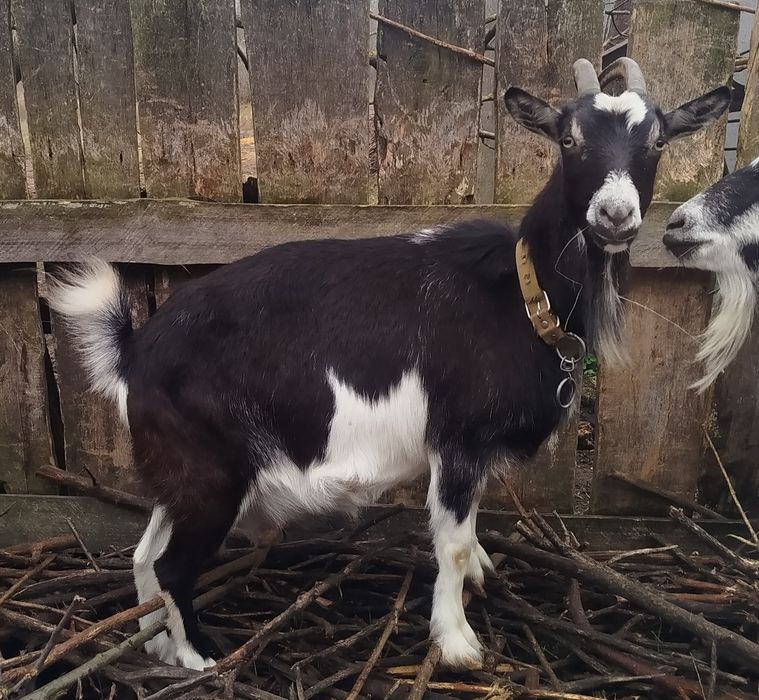 Продається домашня доглянута коза. Вік 3 роки