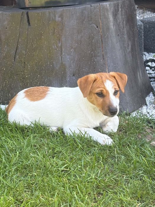 Jack Russell Terrier-przepiękna suczka Hera