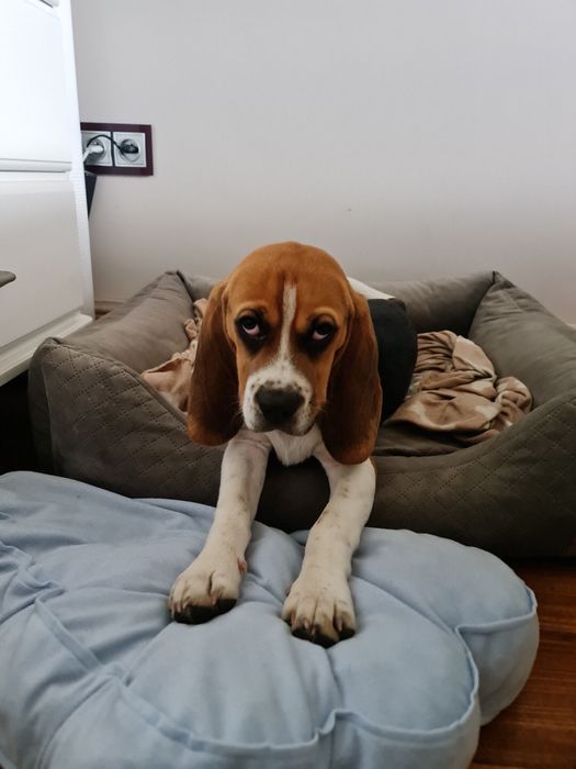 Beagle Tricolor - wybitne z rodowodem!