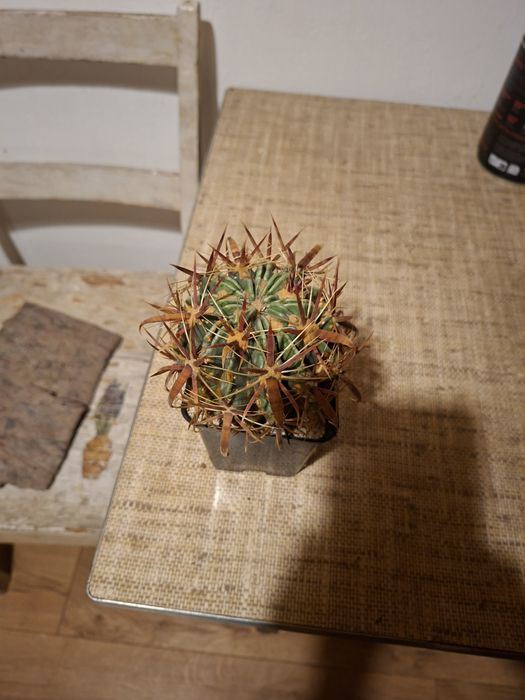 Ferocactus latispinus