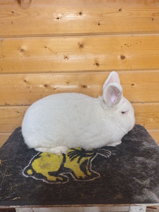 Samiec nowozelandzki biały z rodowodem