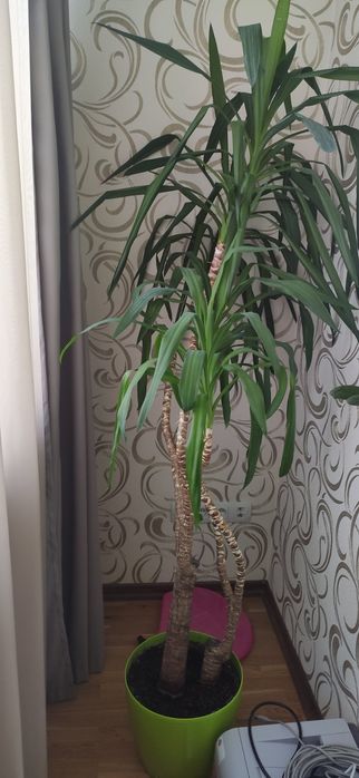 Продам Юкку кімнатну