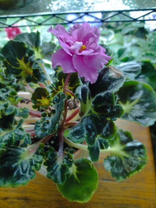 Продам квітучі фіалки. Не потрібна пересадка, на готовому поливі,.