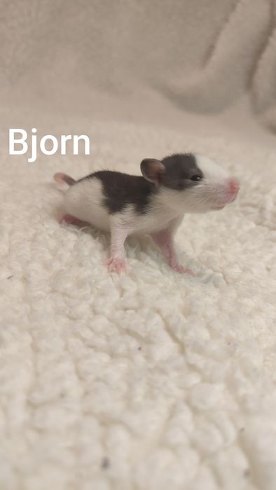 Szczury szczurki szczur młody