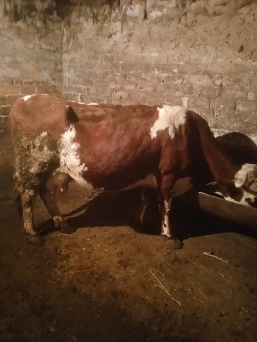 Продам тільну корову!