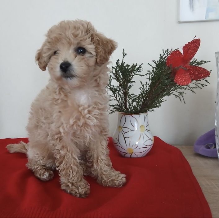 Девочка красотка