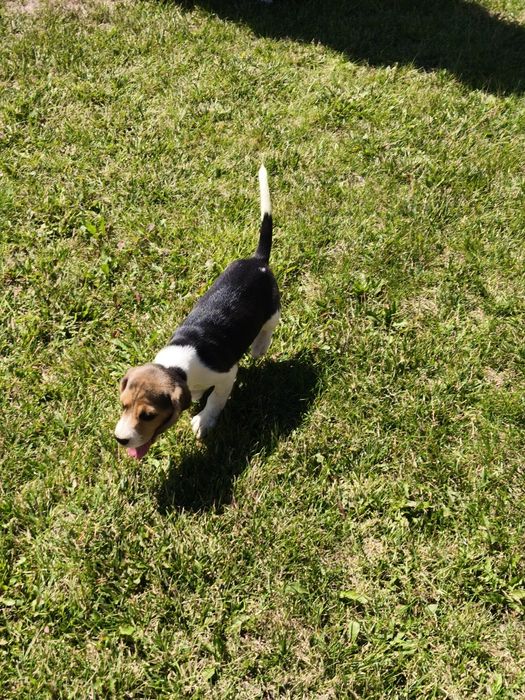 Piesek Beagle gotowy do odbioru
