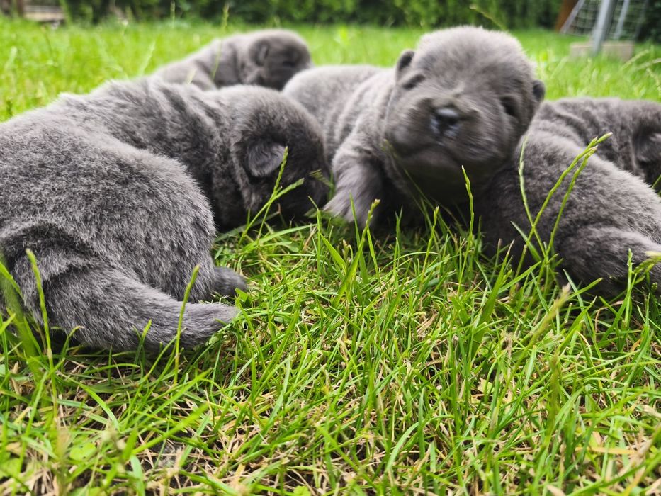 Chow chow suczka