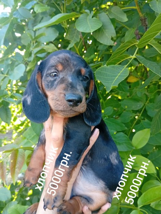 Продаю таксенят.