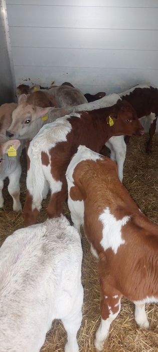 Krysk miesne cieleta sprzedam