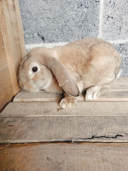 Królik  baran francuski