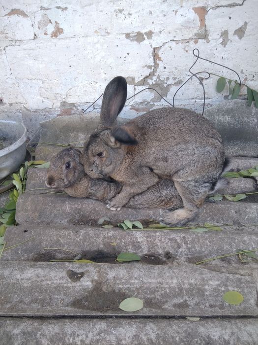 Продам кролів пара