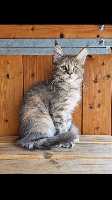 Maine Coon kotka o umaszczeniu szylkretowym z pręgowaniem