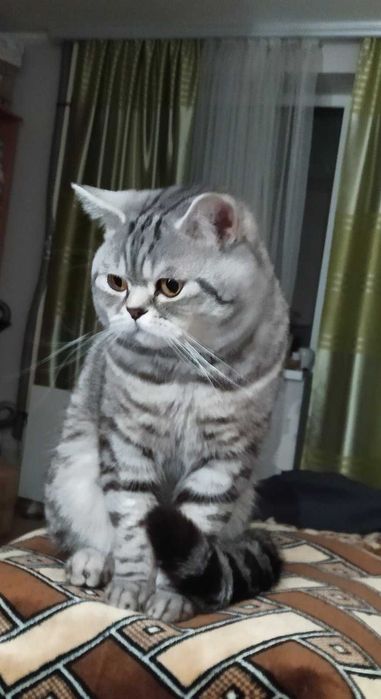 Кіт шотландський для в'язки.