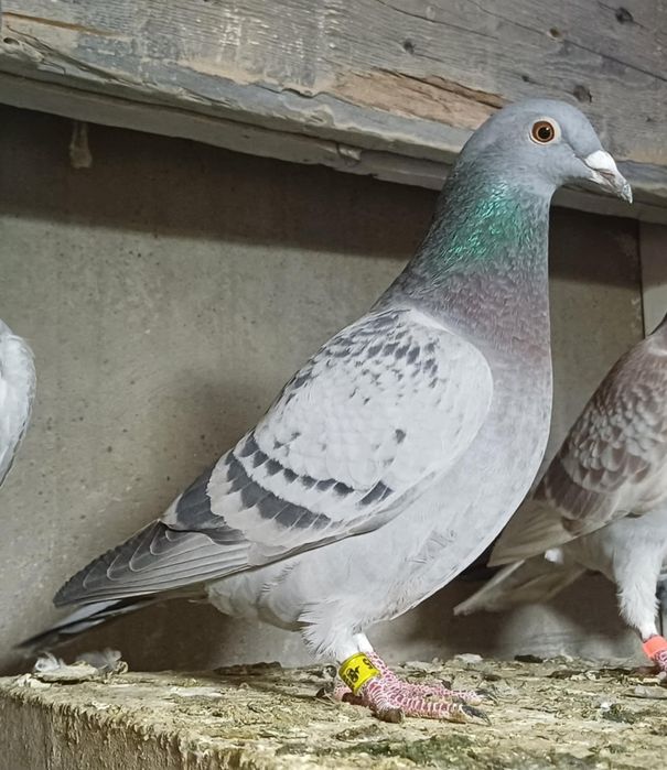 Gołąbie pocztowe