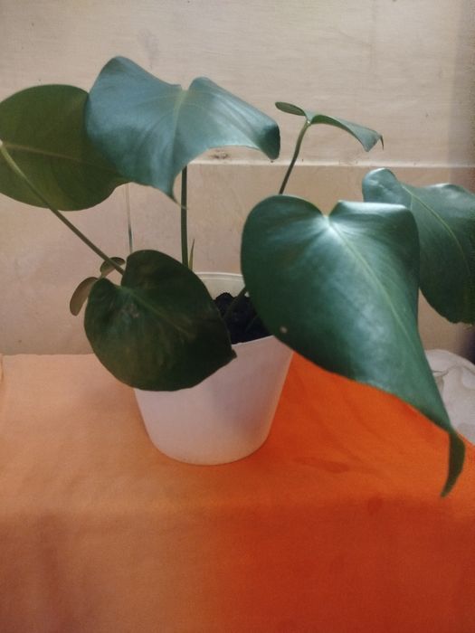 Planta Monstera Deliciosa (Costela-de-Adão) – 40 cm de Altura