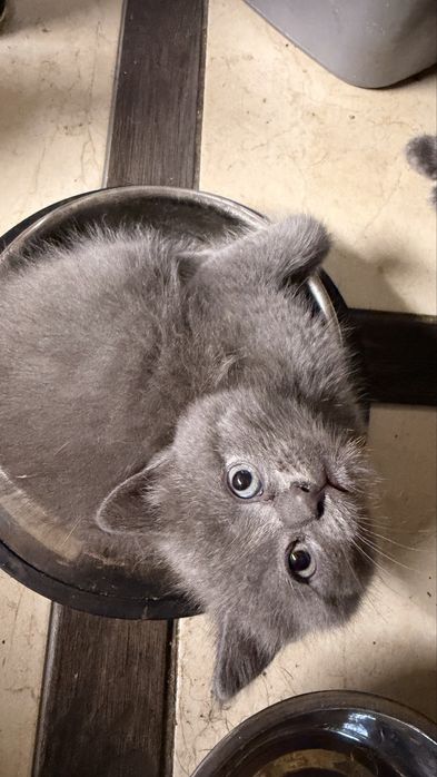 Отдам даром котят