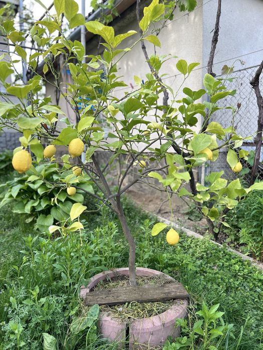 Лимони домашні